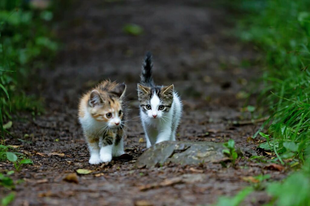 2 kittens tijdens een wandeling