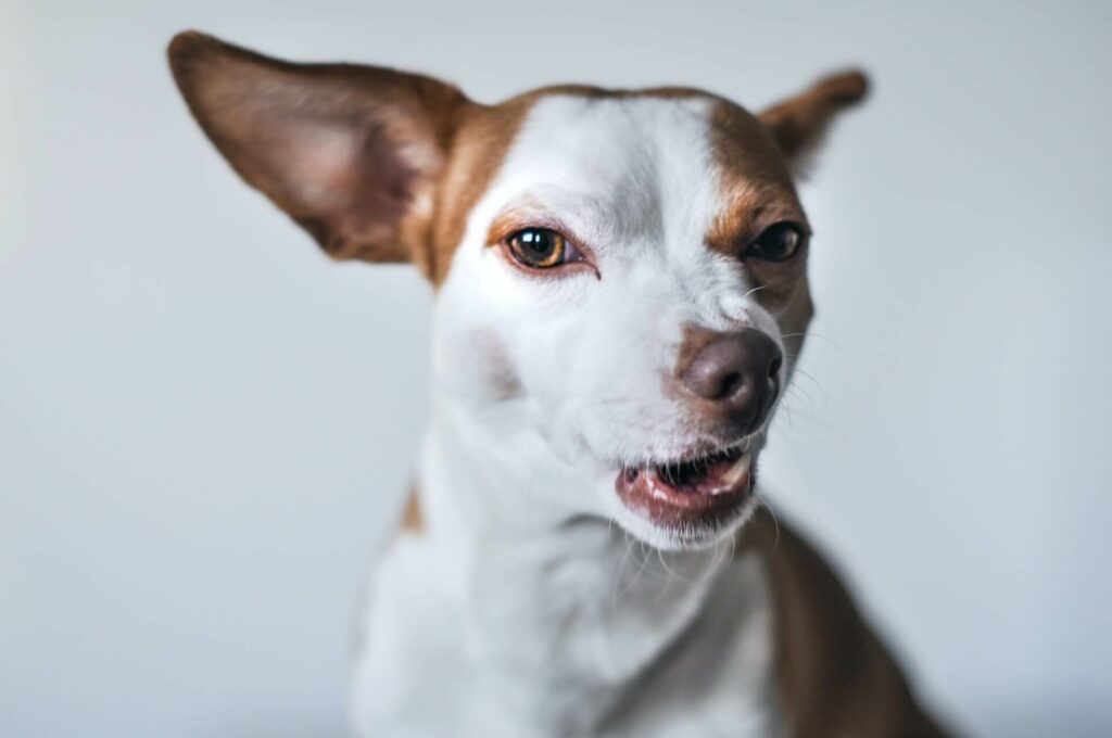 Hondje kijkt gemeen met neus opzij en bek open - destructieve hond