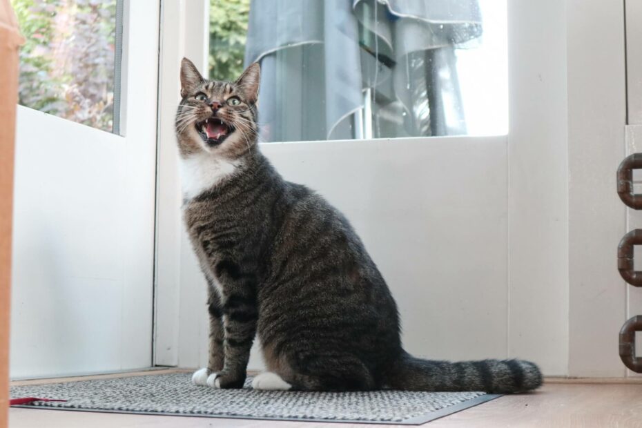 Getijgerde kat miauwt bij de deur
