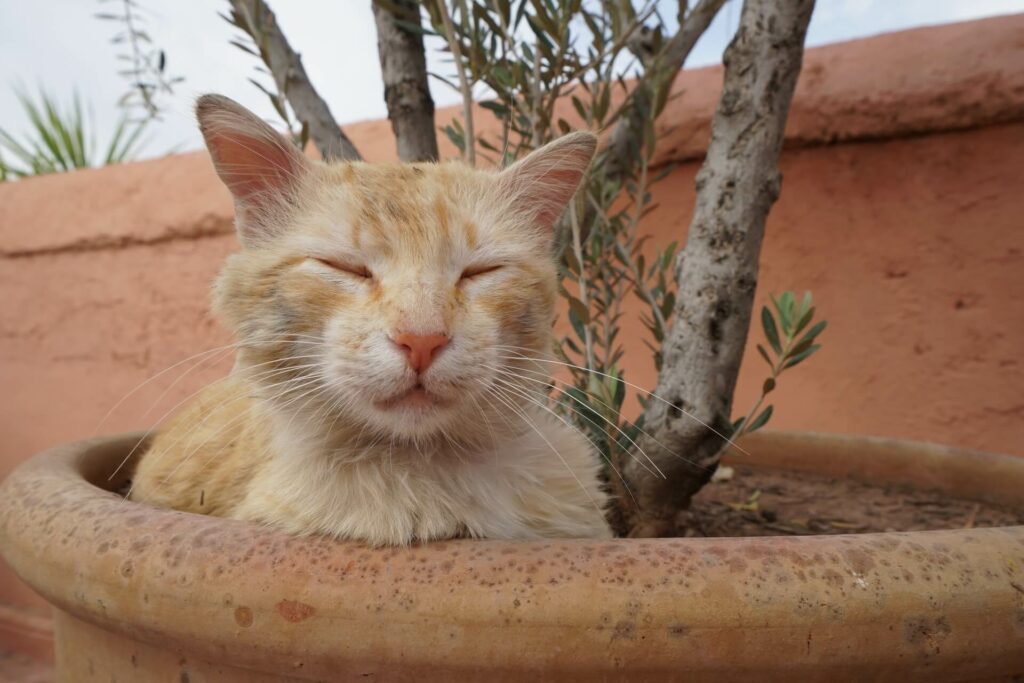 Rosse kat ligt in een terracotta pot met olijfboom in - probleem met kattenbak