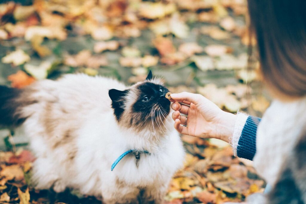 Kat krijgt een lekker brokje - trainen voor een probleem met de kattenbak