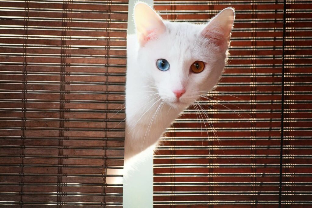 Kat met blauw en bruin oog komt kijken achter de gordijnen - probleem met kattenbak