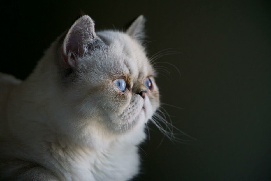 Een kat met een hele platte snuit kijkt met grote blauwe ogen