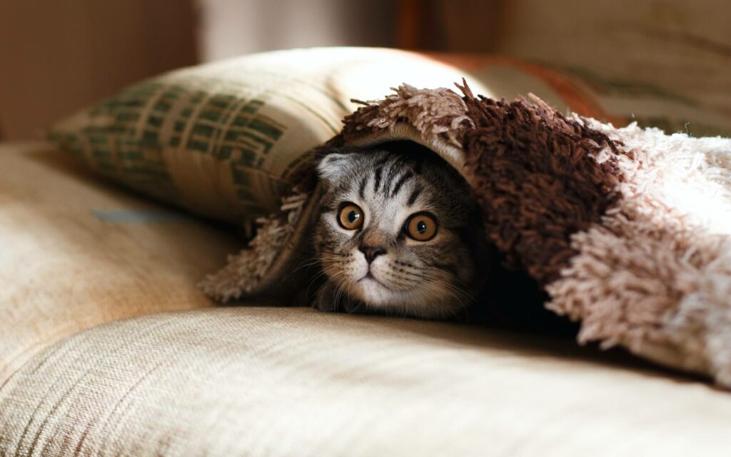 Een kat verstopt zich onder een dekentje