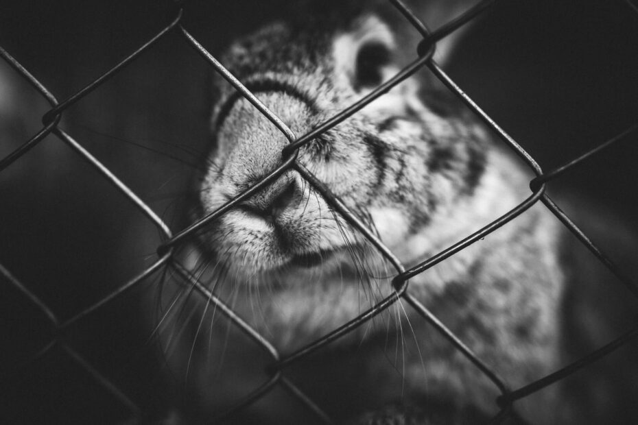 Zwart-wit foto van een konijn die met zijn neus tegen tralies duwt - artikel bijten konijn