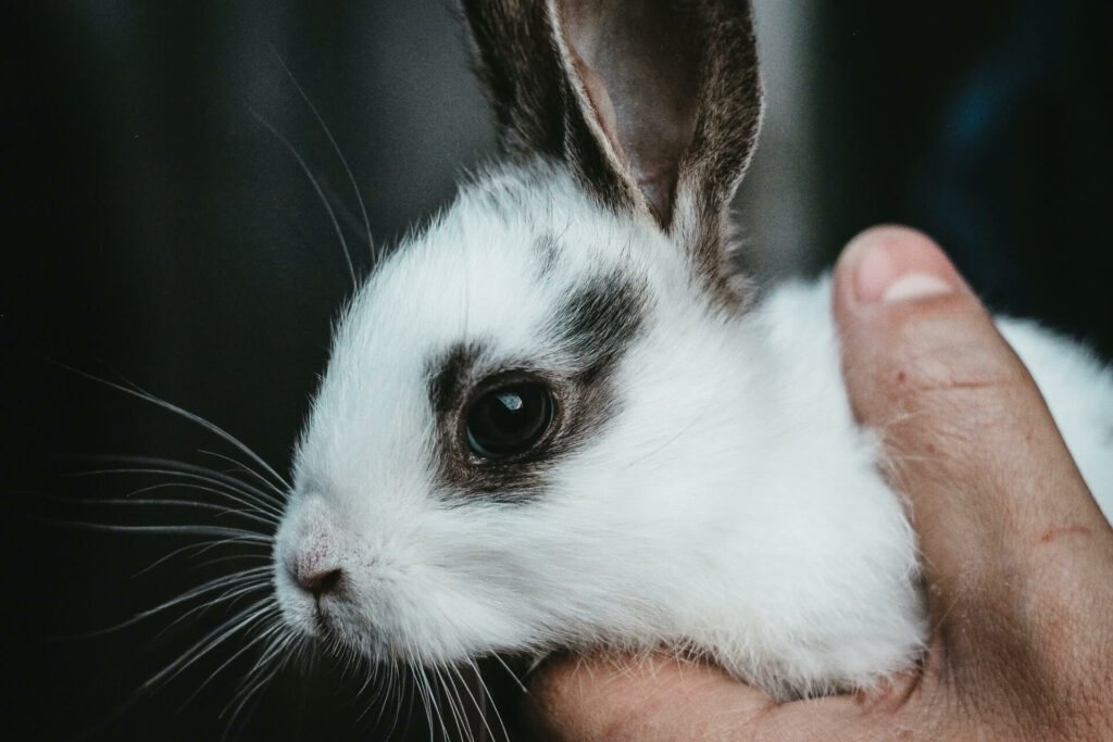 Zwart-wit konijn dat vastgehouden wordt in één hand - artikel bijten konijn