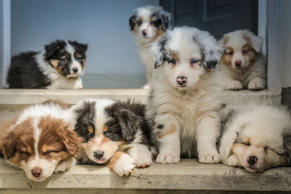 Border Collie puppies in verschillende kleuren