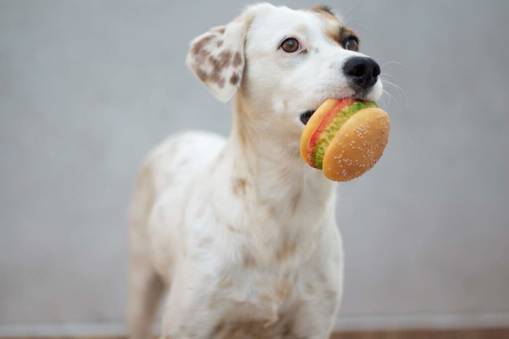 Hond met een hamburger