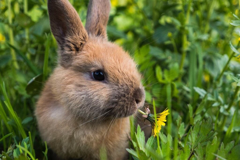 konijn eet bloempje