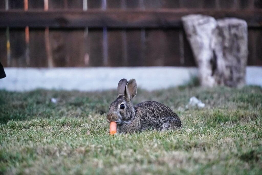 konijn eet een wortel
