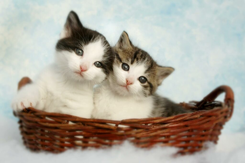 Zo gaan katten op date - 2 kittens in een mandje
