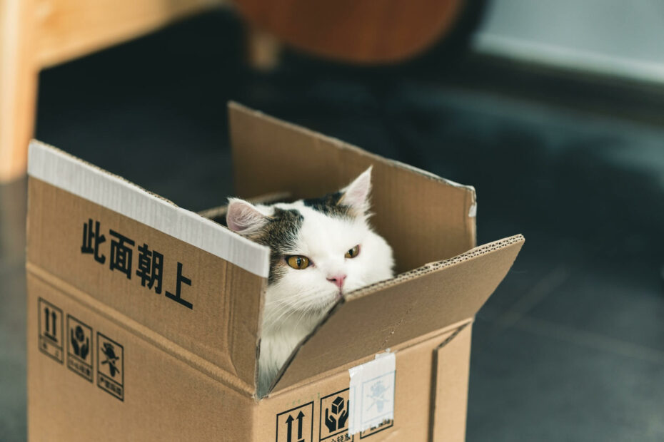 Bange kat in kartonnen doos