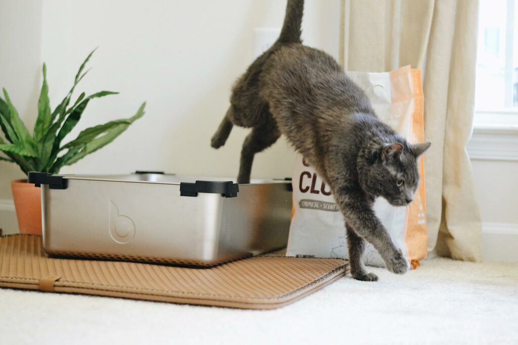 Kat springt uit kattenbak - word ook zo'n happy baasje.
Gedragstherapeut voor katten en kattenoppas