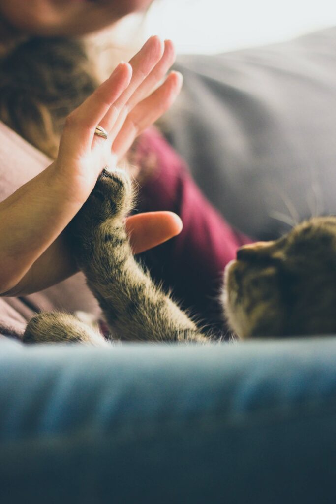 kat geeft een high five - kattenoppas kan heel leuk zijn