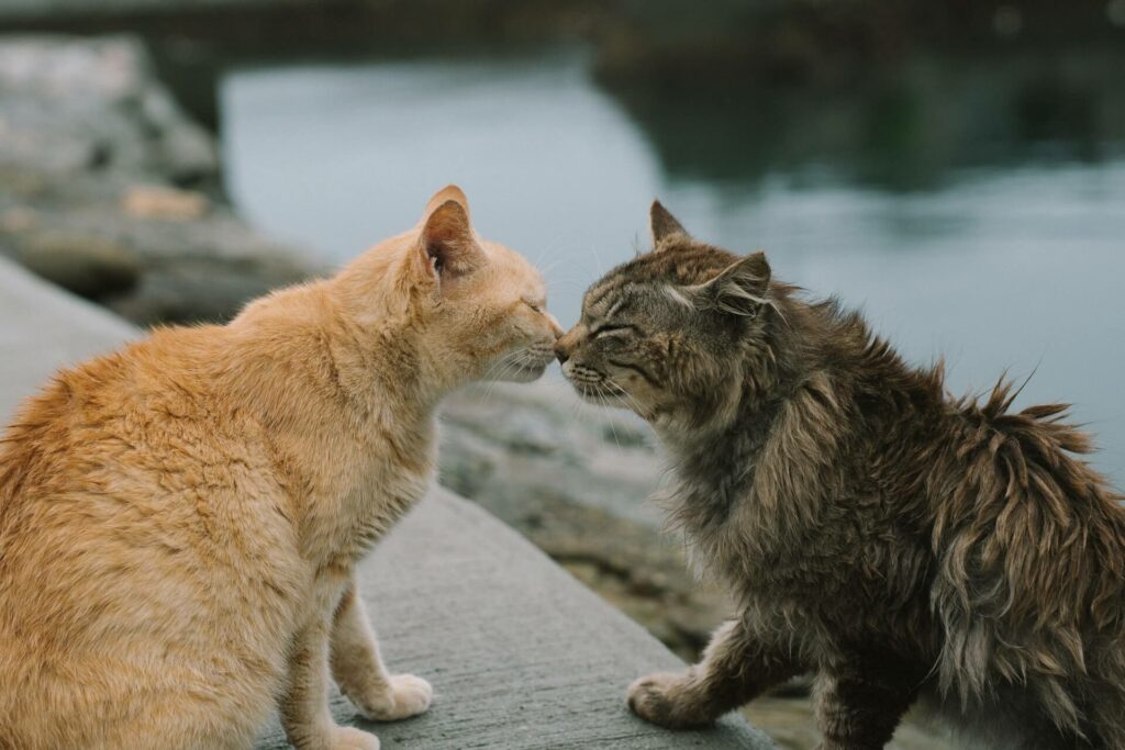 2 katten zitten neus tegen neus - word ook zo'n happy baasje