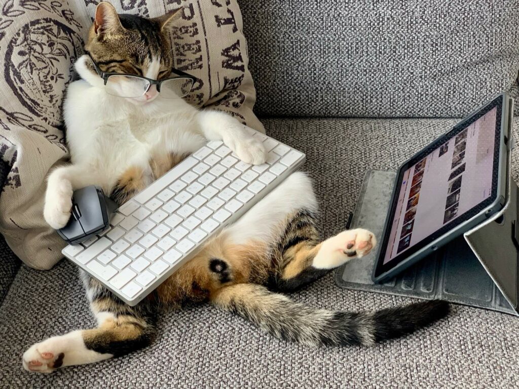 Gratis aanbod blog - Kat werkt op laptop