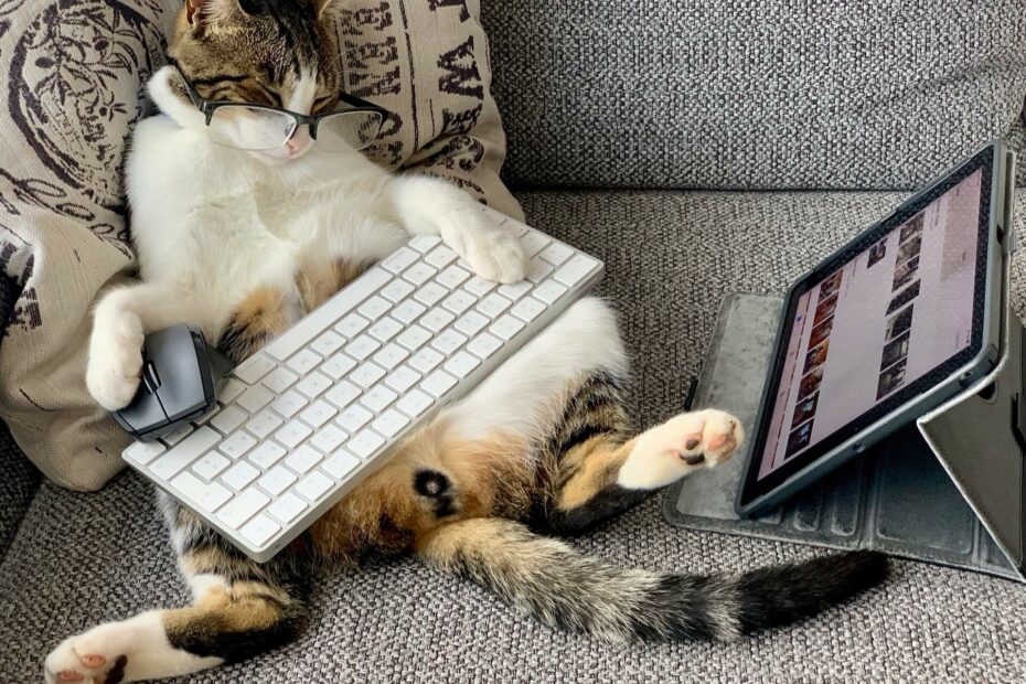 Kat werkt op laptop