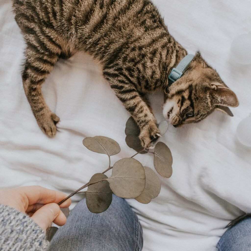 Kitten speelt met een takje met blaadjes - word ook een happy baasje.
Gedragstherapeut voor katten en kattenoppas