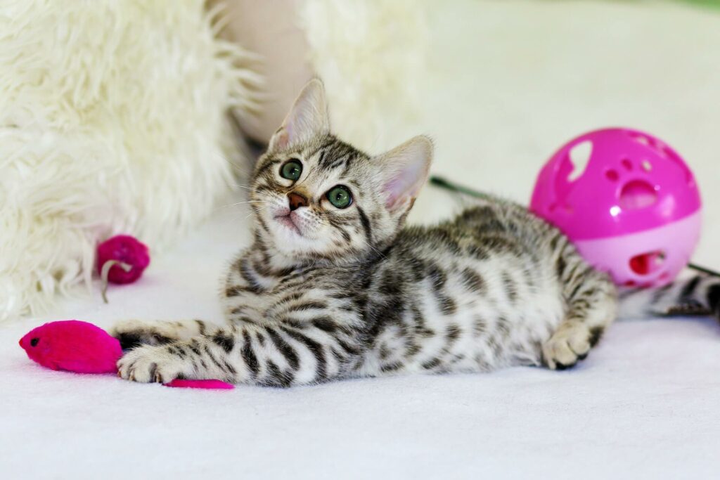 7 tips - Kitten met roze speeltjes