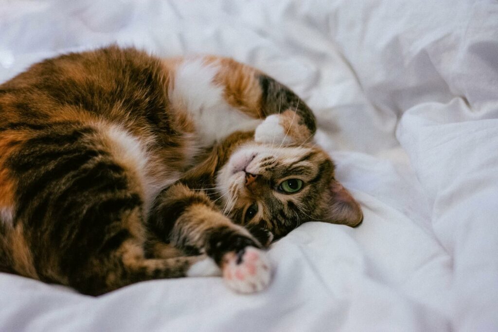 Kat ligt opgekruld op bed en kijkt in de camera - een happy kat en happy baasje