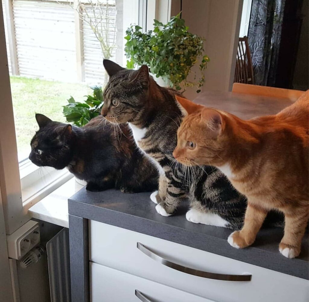 3 katten zitten op de kast en kijken samen naar buiten