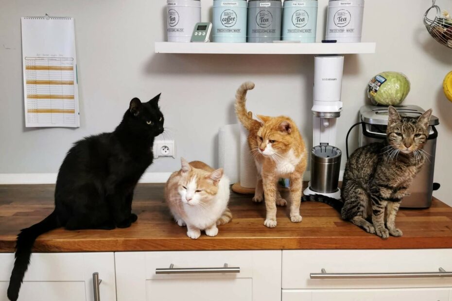 4 katten zitten op het aanrecht