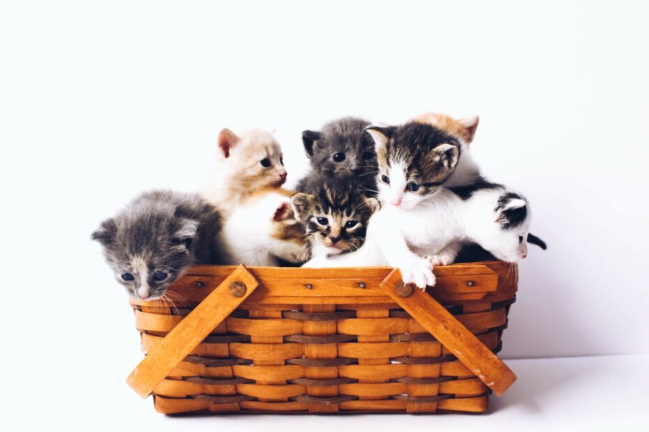 8 kittens in een een mandje