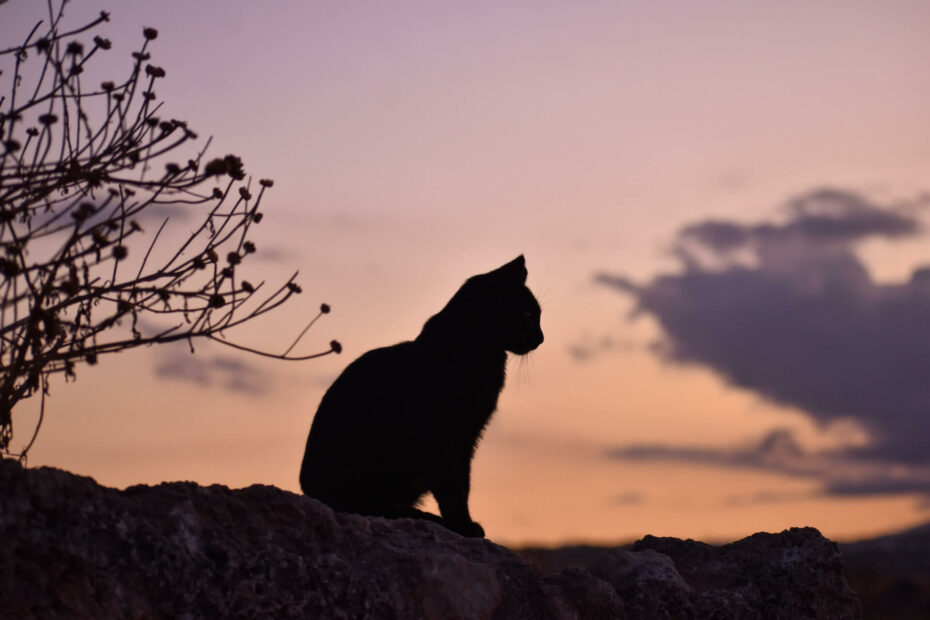 de contouren van een zittende kat bij zonsondergang