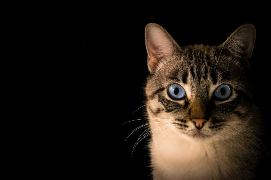 een getijgerde kat met blauwe ogen staart je aan