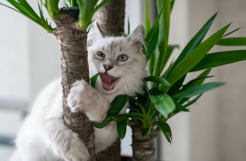 een witte kat eet van een kamerplant