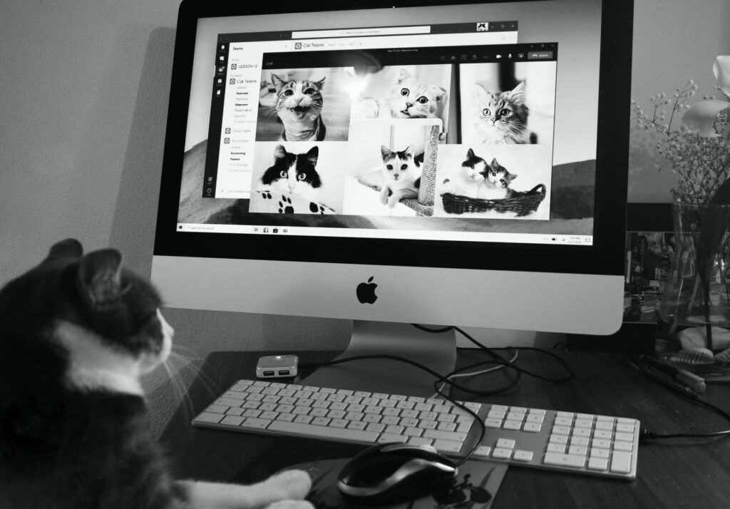 een kat kijkt naar een beeldscherm vol katten - een digitale meeting tussen katten