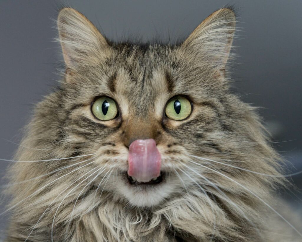 een getijgerde langharige kat likt aan haar neus