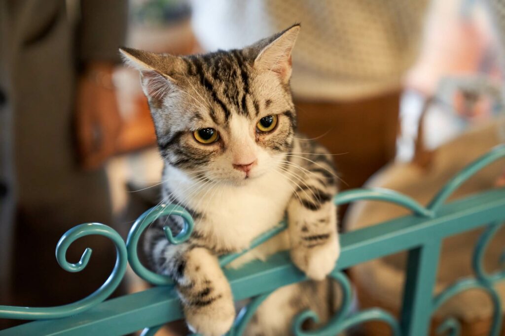 een wit-getijgerde kat staat met haar pootjes op een blauw hek - kunnen katten écht alleen zijn
