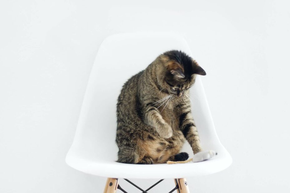 een getijgerde kat zit op een witte stoel en kijkt naar een speelgoedmuis