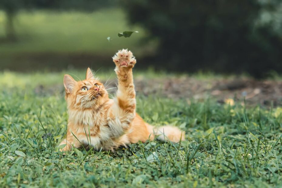 een rosse kat ligt in het gras en reikt met haar voorpoot naar een blaadje in de lucht