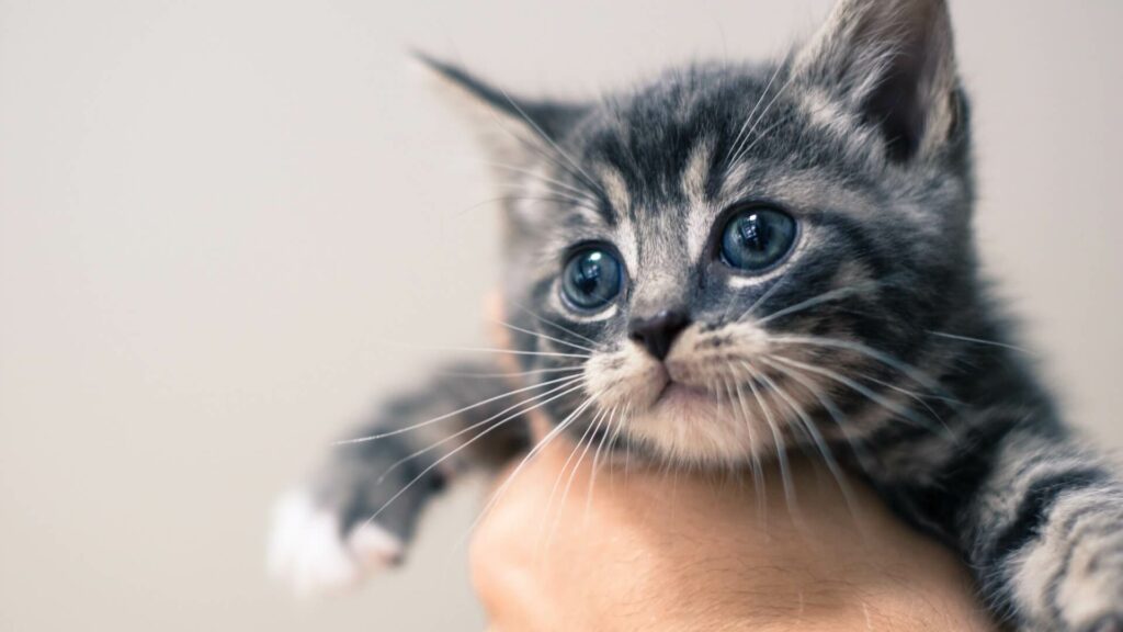 een kitten met helblauwe ogen