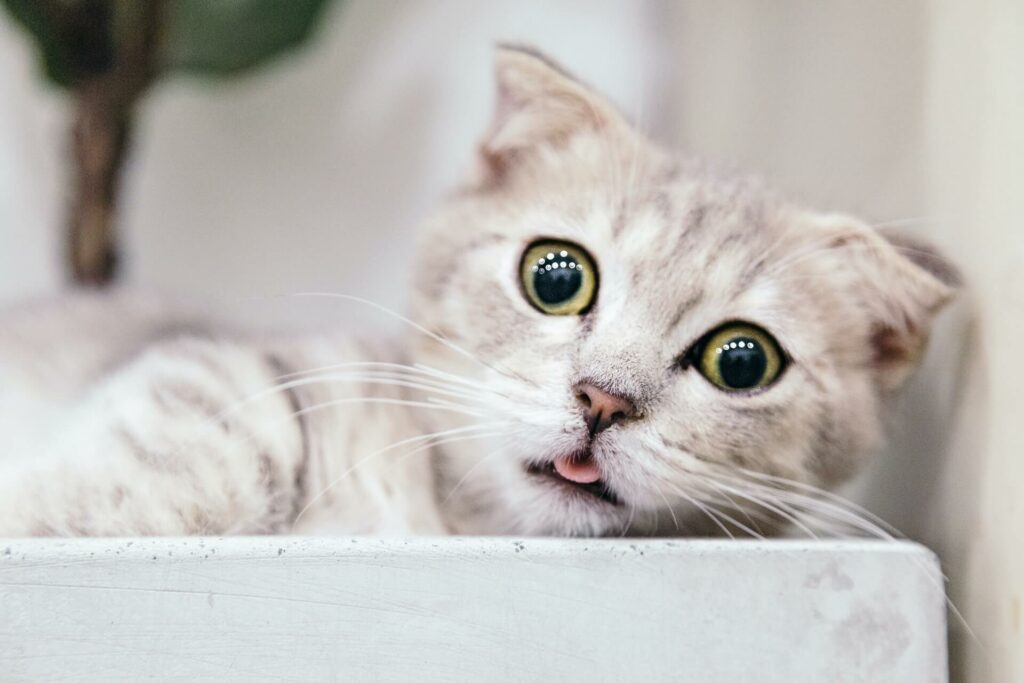 een witte kat kijkt angstig en steekt tong een beetje uit