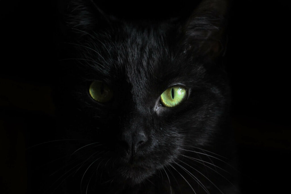 de kop van een zwarte kat met felgroene ogen