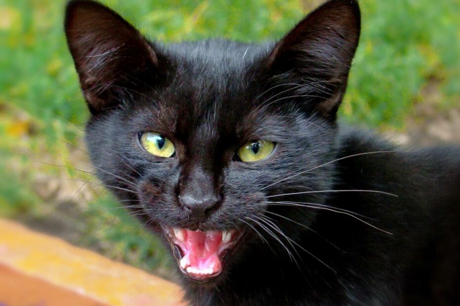 een zwarte kat miauwt in de camera