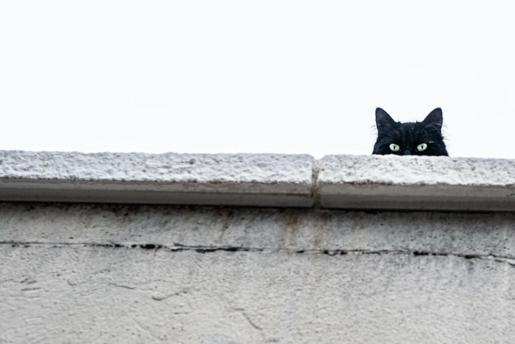 een zwarte kat zit op het dak en je ziet enkel haar ogen en oren