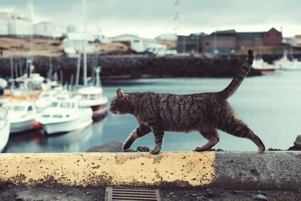 Een getijgerde kat loopt over de kade van een haven - Onzindelijkheid versus sproeien