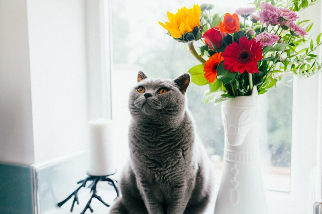 Een grijze kat zit naast een vaas met bloemen