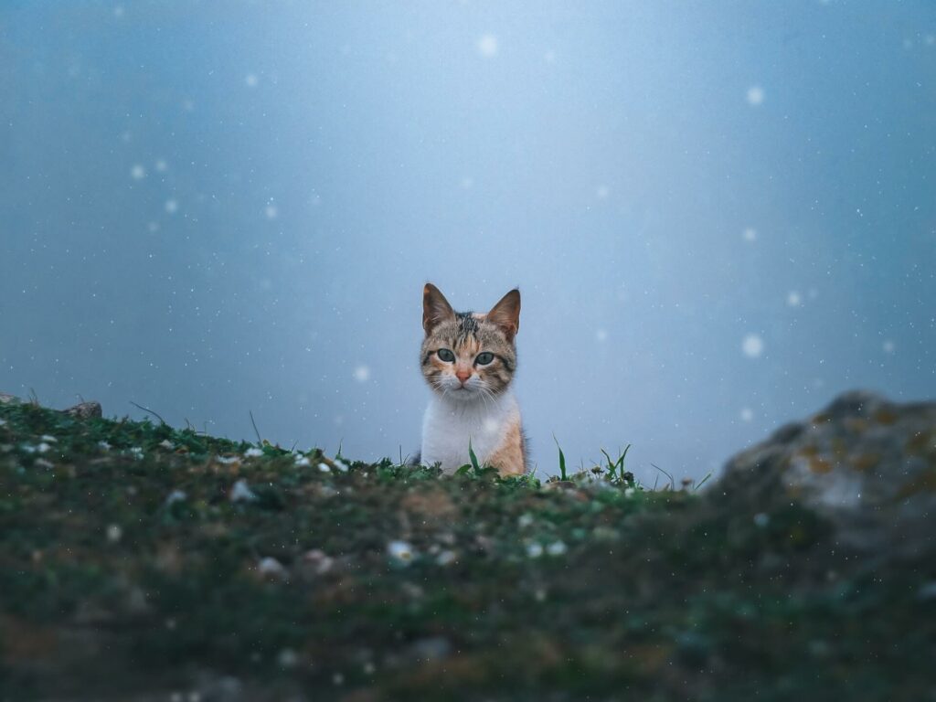 Een katje komt piepen boven een heuvel met gras