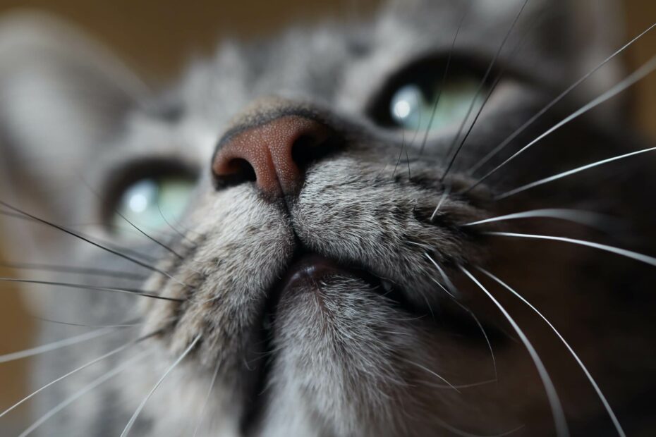Een close-up van de neus en snorharen van een grijze kat - FIC