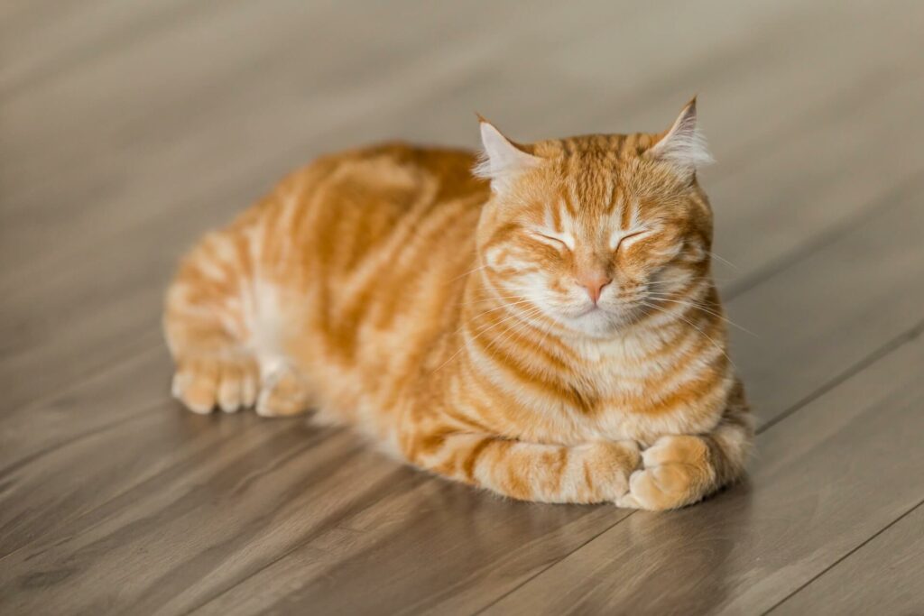 Een rosse kat ligt neer met de ogen toe - Onzindelijkheid versus sproeien