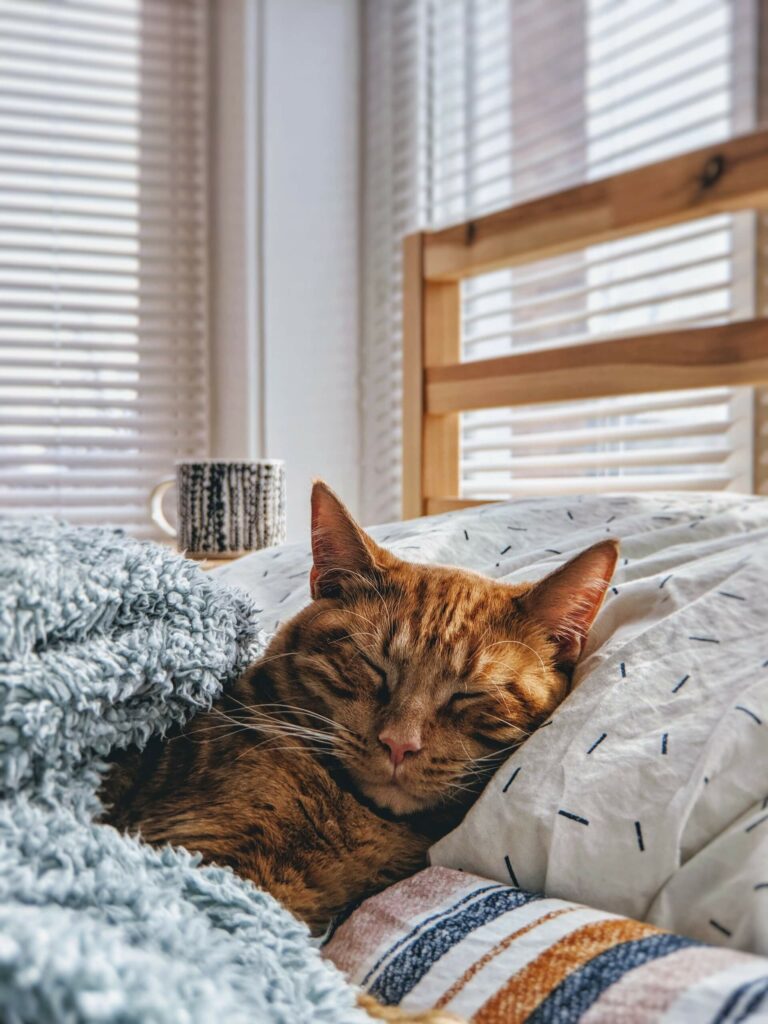 Kat ligt te slapen in bed - kat kou