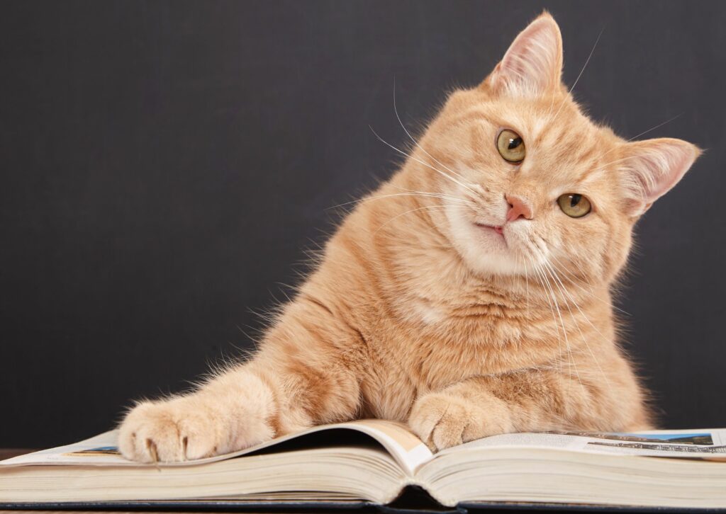 Hoe leren katten - Rosse kat op een boek