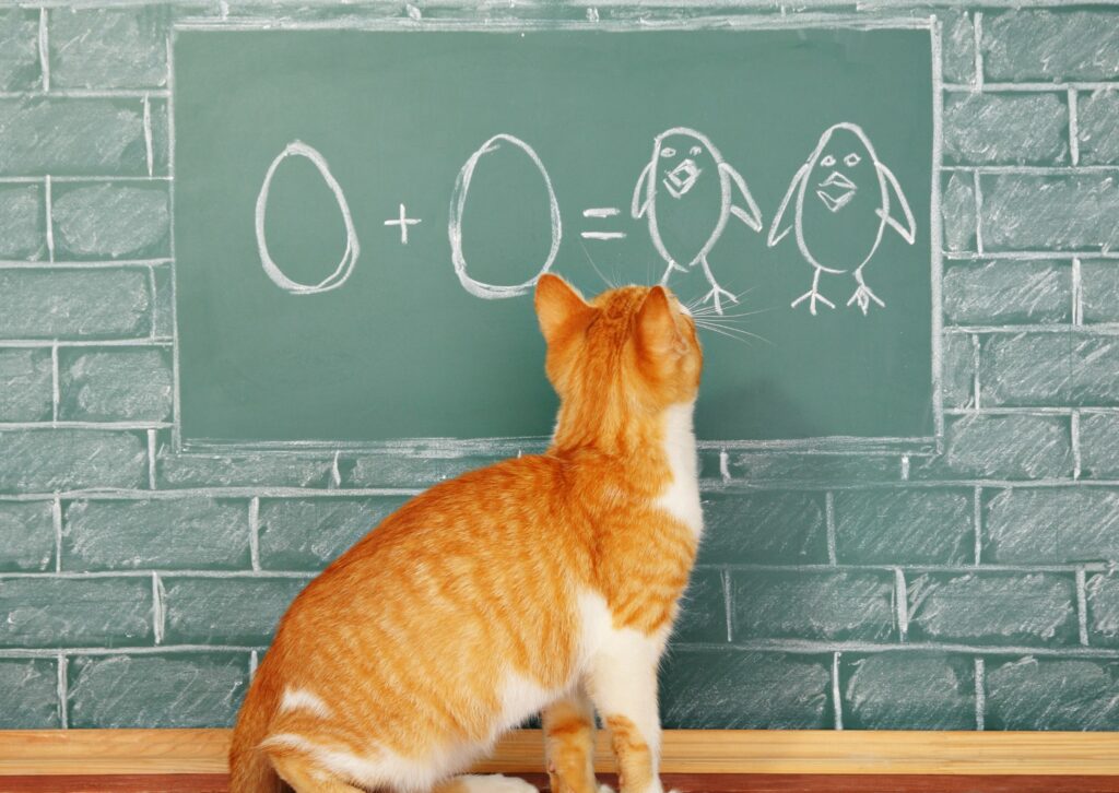 Een rosse ka kijkt naar een schoolbord