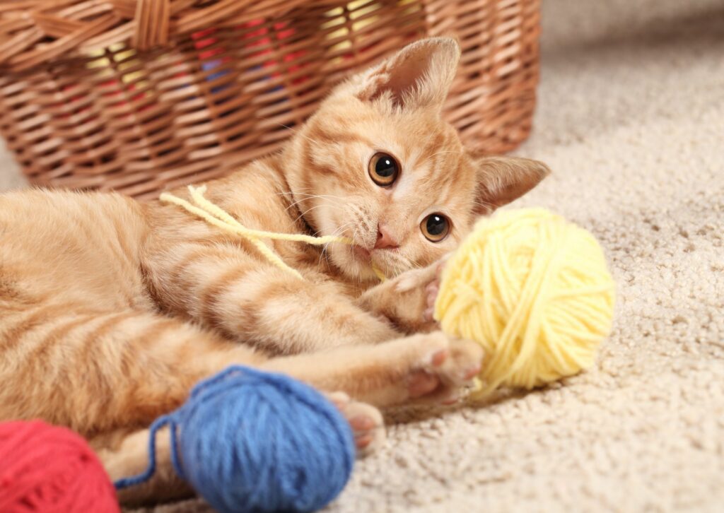 Katten speeltjes - Rosse kat speelt met bolletje wol