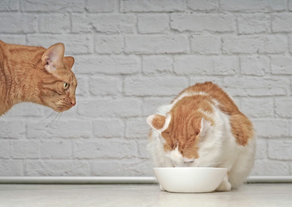 Kunnen katten jaloers zijn op het eten van een andere kat?